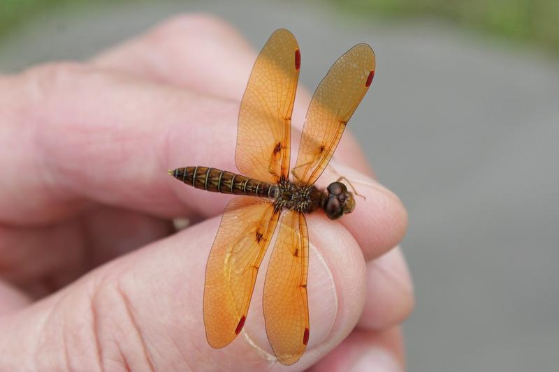 Photo of Eastern Amberwing