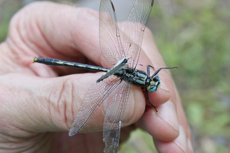 Photo of Lilypad Clubtail