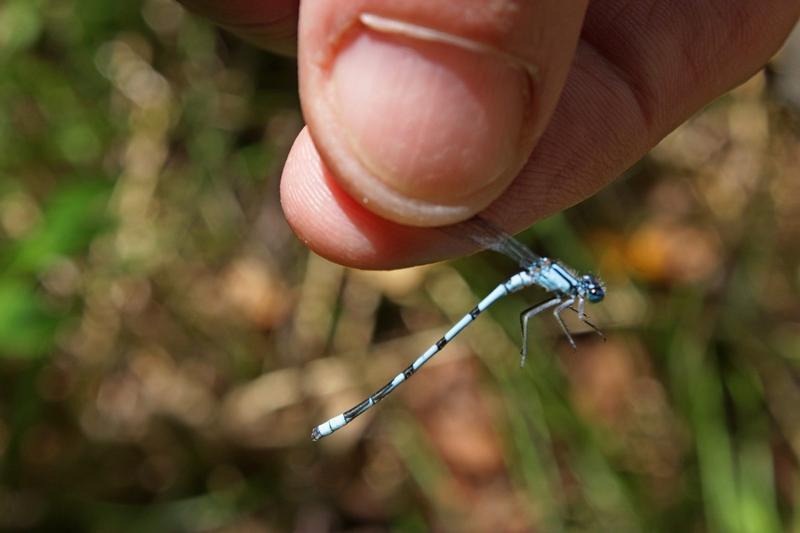 Photo of Hagen's Bluet