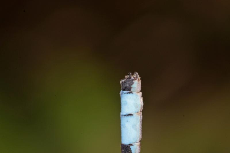 Photo of Hagen's Bluet