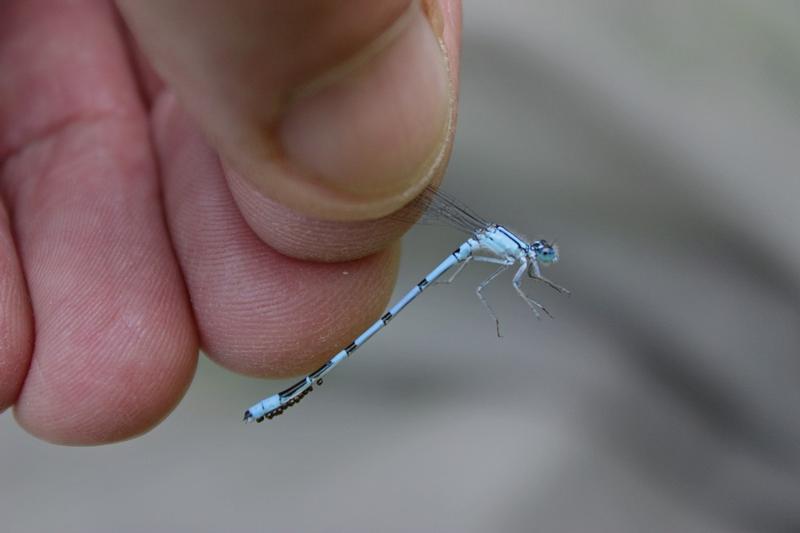 Photo of Hagen's Bluet