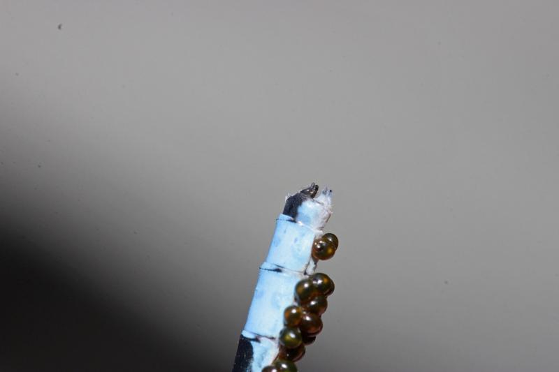 Photo of Hagen's Bluet