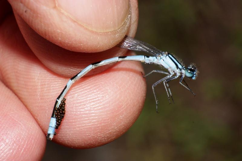 Photo of Marsh Bluet