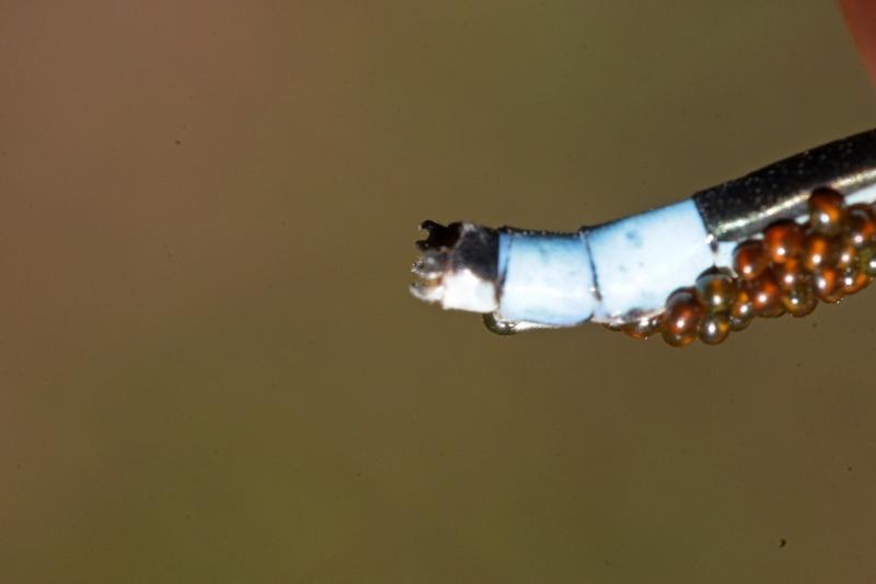 Photo of Marsh Bluet