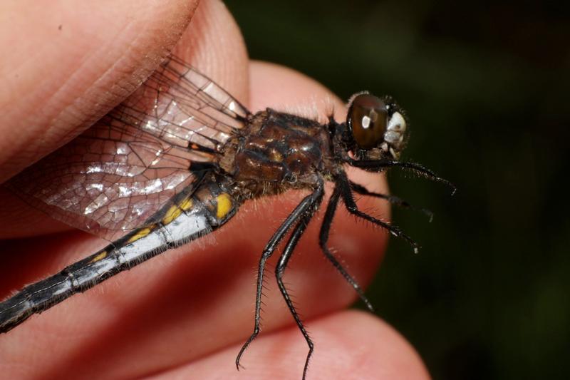 Photo of Dot-tailed Whiteface