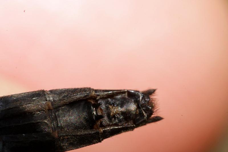 Photo of Dot-tailed Whiteface