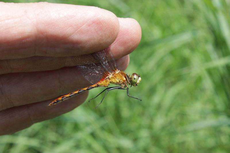 Photo of White-faced Meadowhawk