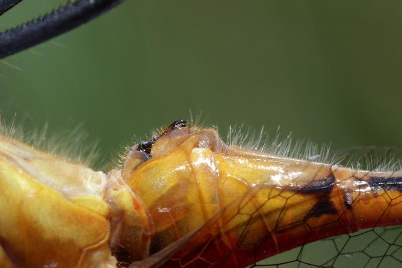 Photo of White-faced Meadowhawk