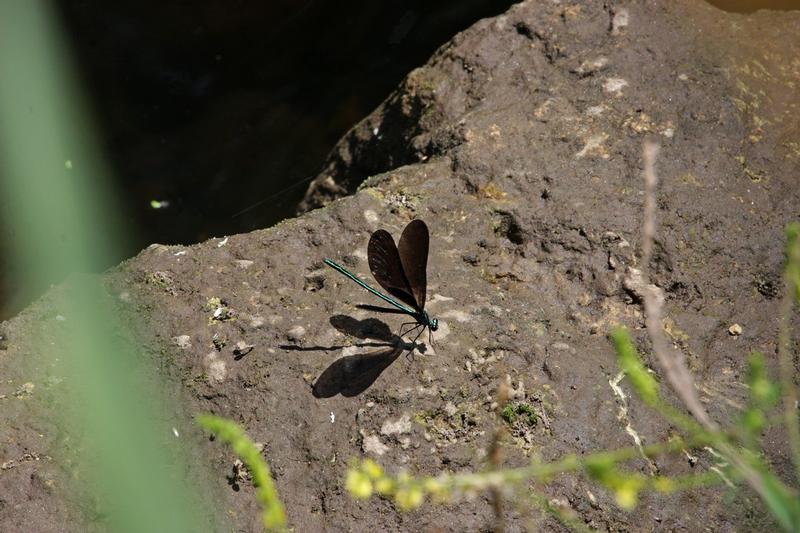 Photo of Ebony Jewelwing