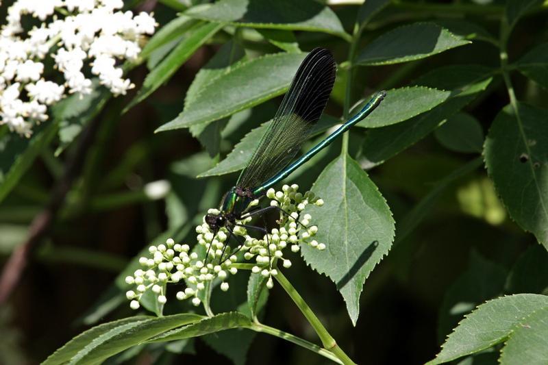 Photo of River Jewelwing