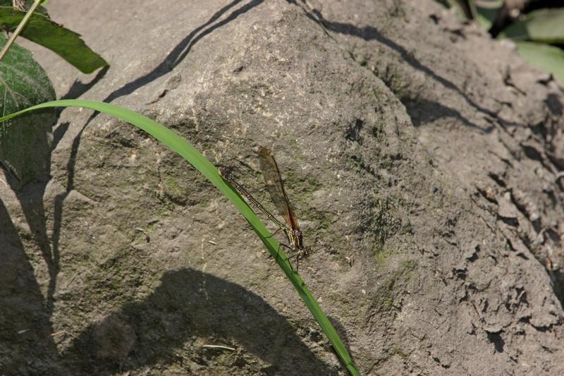 Photo of American Rubyspot