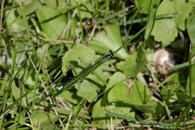 Photo of Eastern Forktail