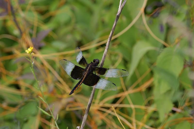 Photo of Widow Skimmer
