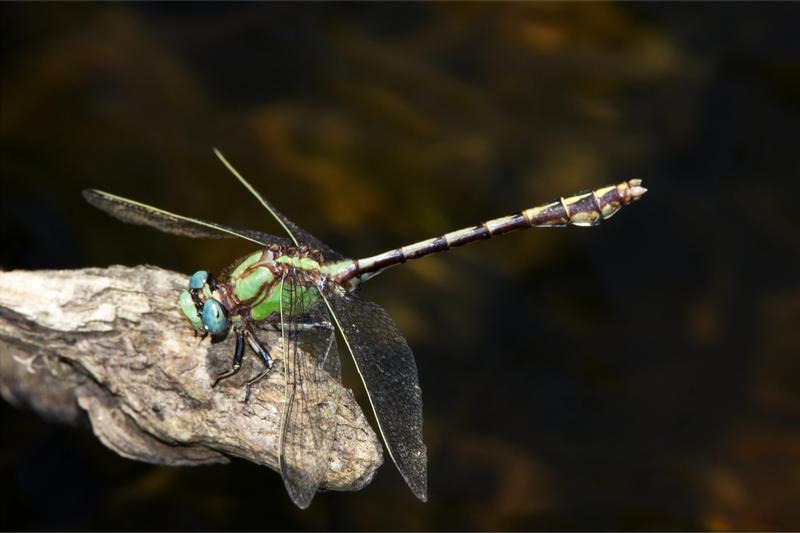 Photo of Sioux Snaketail