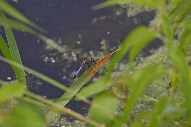 Photo of Blue Dasher