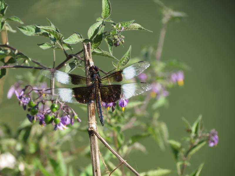 Photo of Widow Skimmer