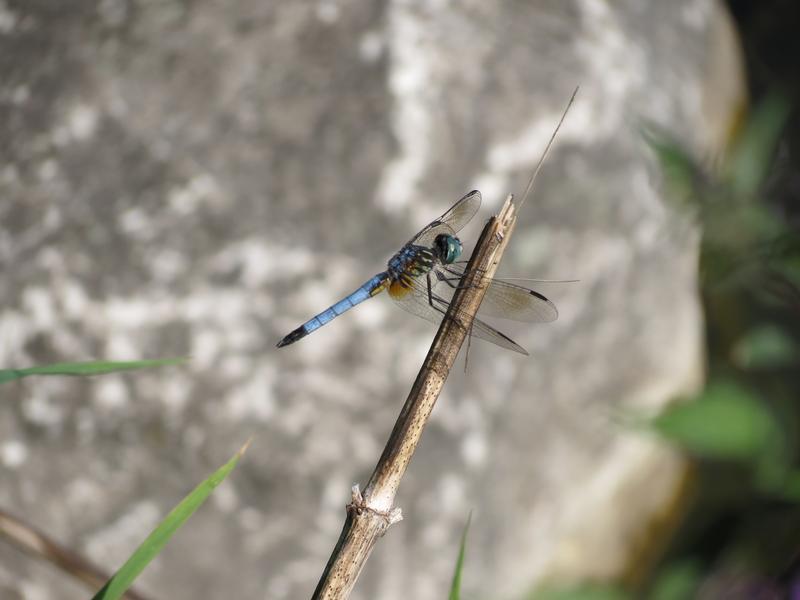 Photo of Blue Dasher