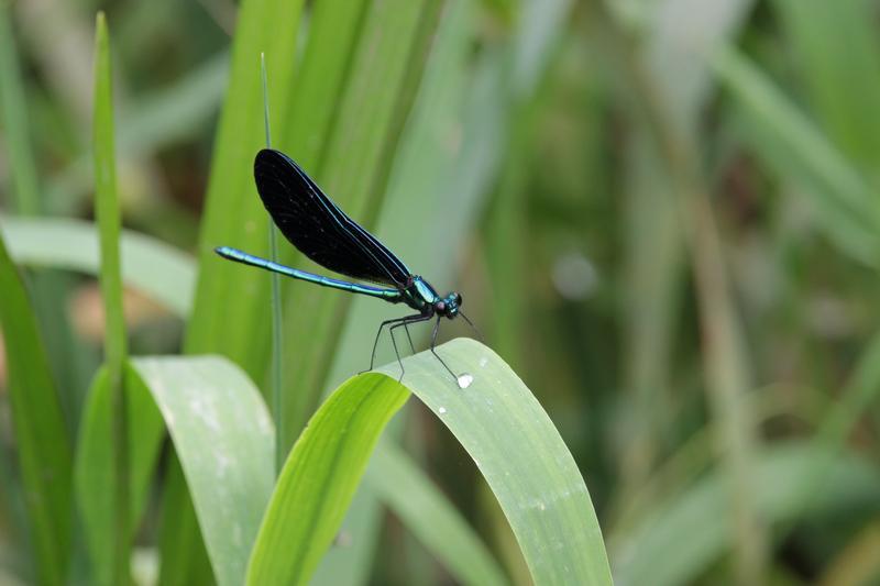 Photo of Ebony Jewelwing