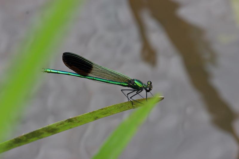 Photo of River Jewelwing