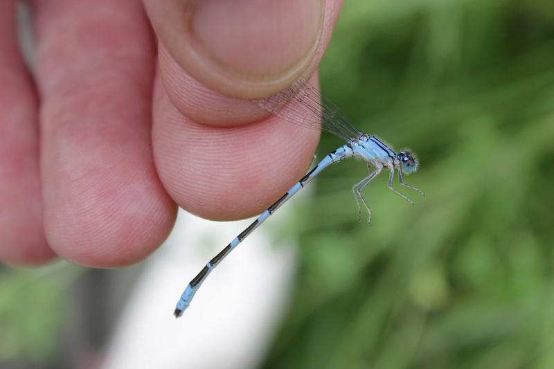 Photo of Tule Bluet