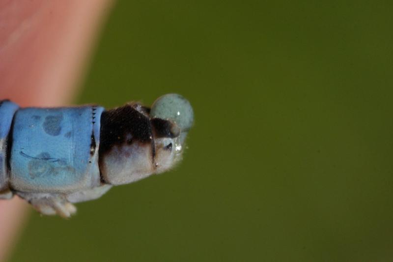 Photo of Tule Bluet