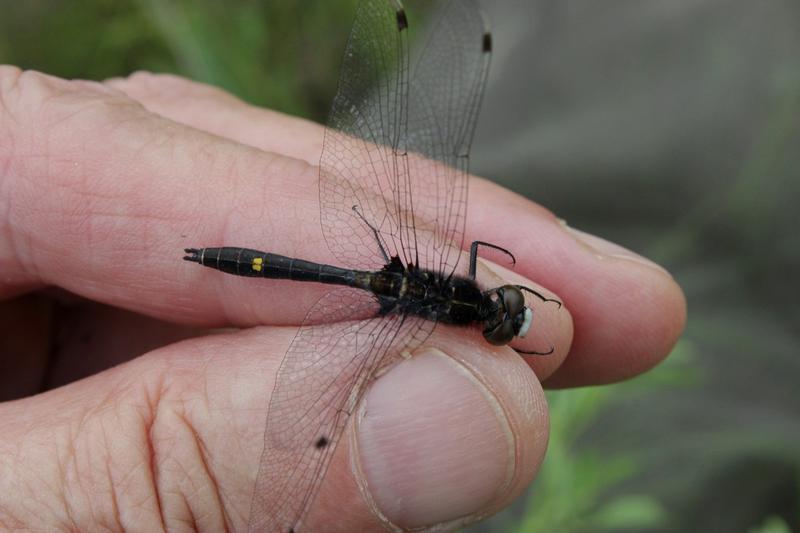 Photo of Dot-tailed Whiteface