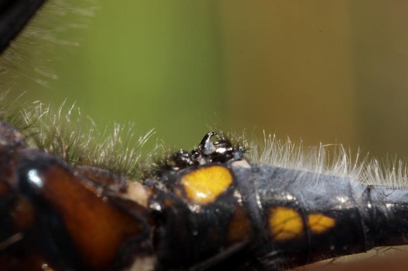 Photo of Dot-tailed Whiteface