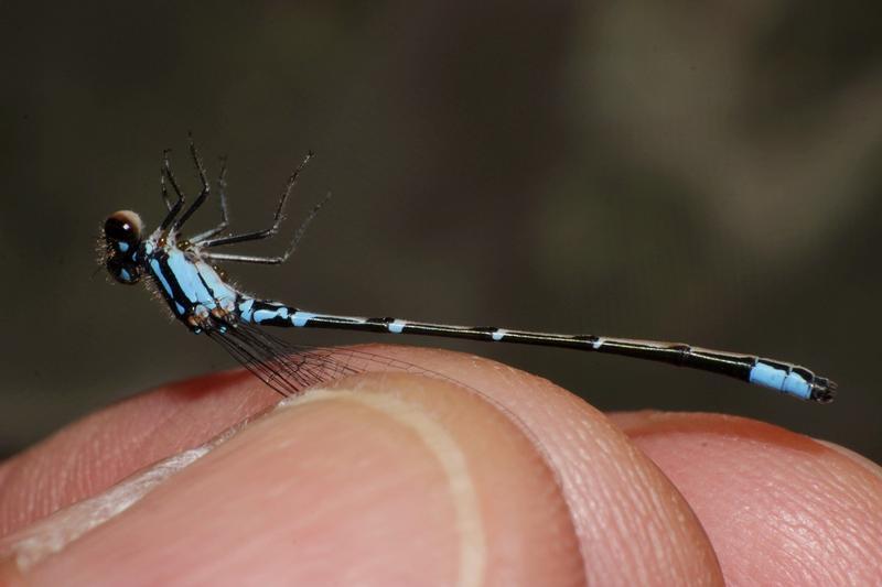 Photo of Skimming Bluet