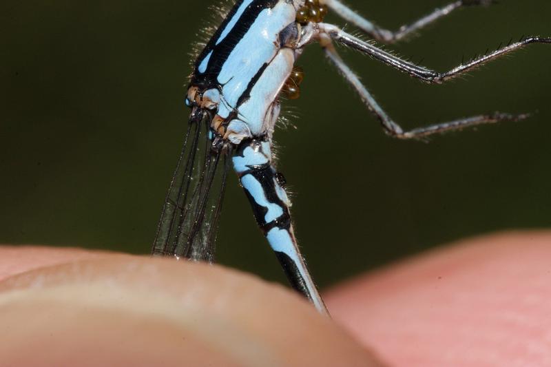 Photo of Skimming Bluet