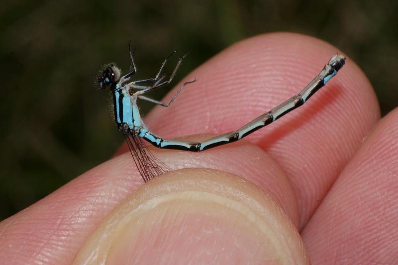 Photo of Skimming Bluet