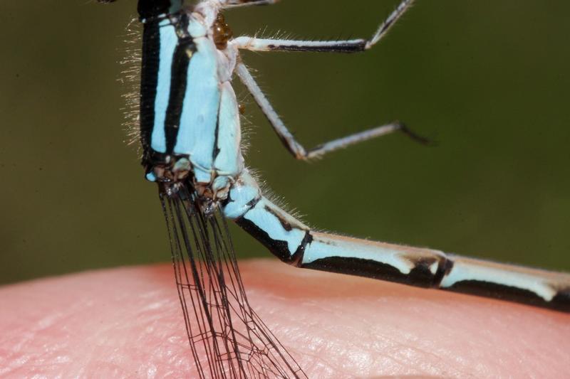 Photo of Skimming Bluet