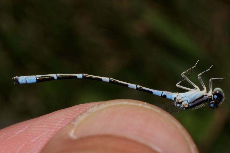 Photo of Tule Bluet