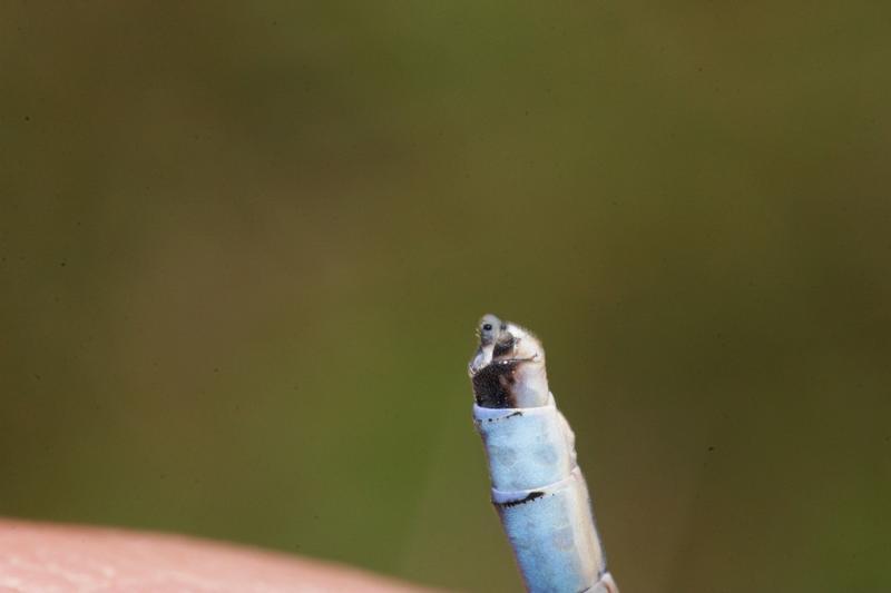 Photo of Tule Bluet