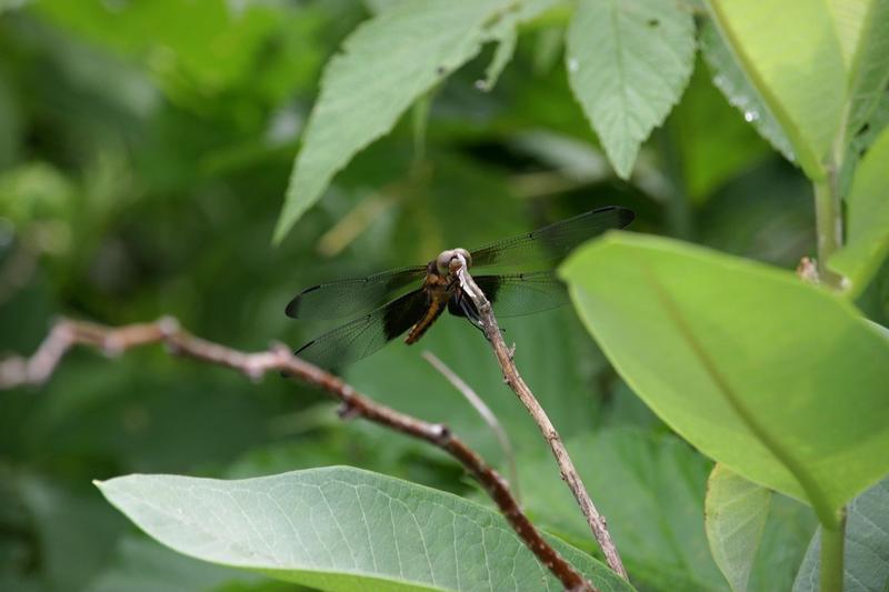 Photo of Widow Skimmer