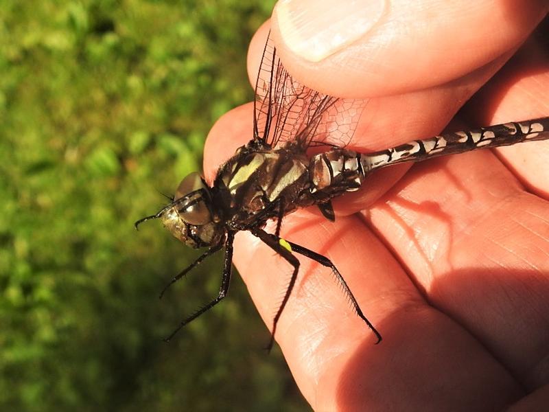 Photo of Green-striped Darner