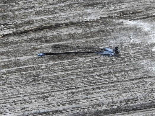 Photo of Powdered Dancer
