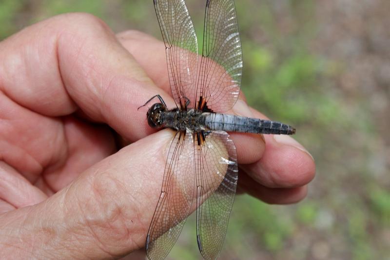 Photo of Chalk-fronted Corporal