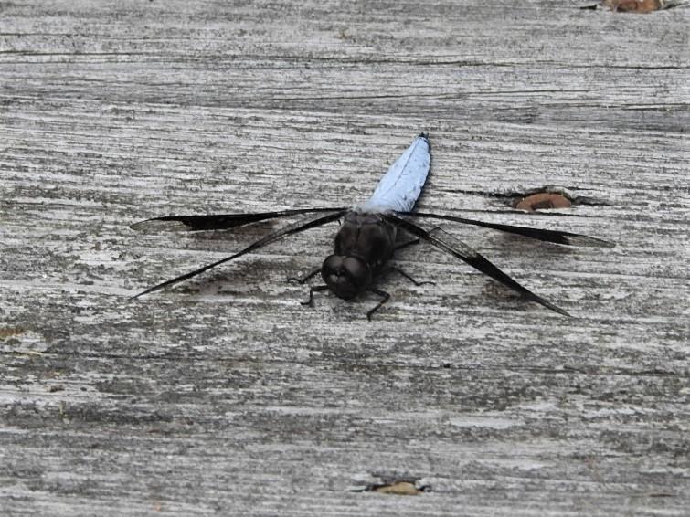Photo of Common Whitetail