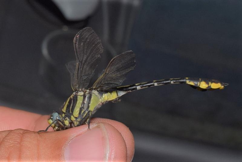 Photo of Plains Clubtail