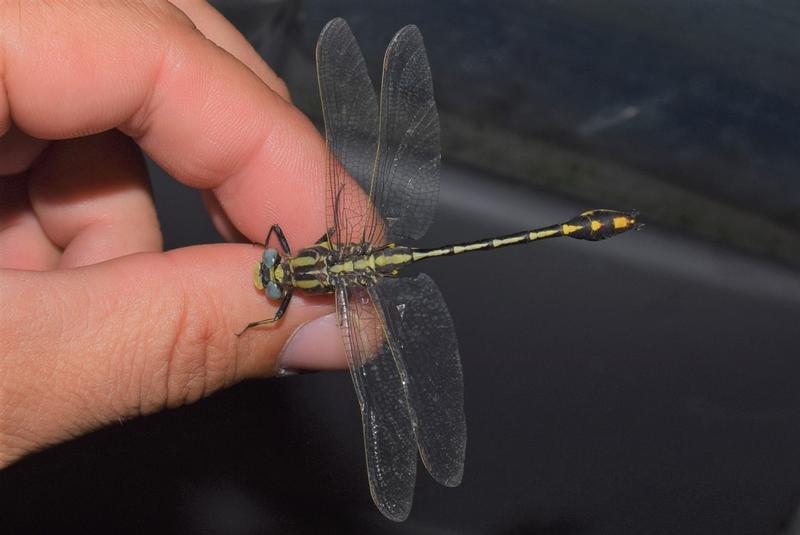 Photo of Plains Clubtail