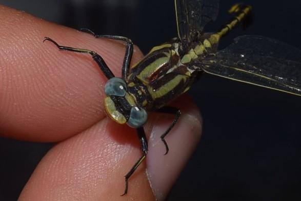 Photo of Plains Clubtail