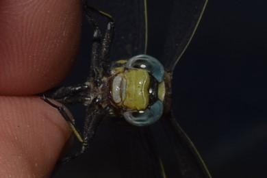 Photo of Plains Clubtail