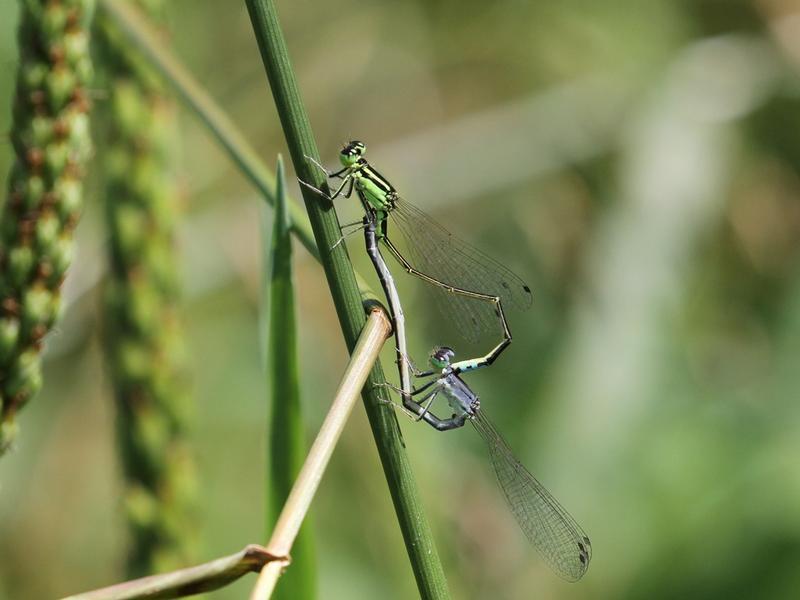 Photo of Eastern Forktail