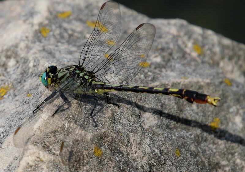 Photo of Unicorn Clubtail