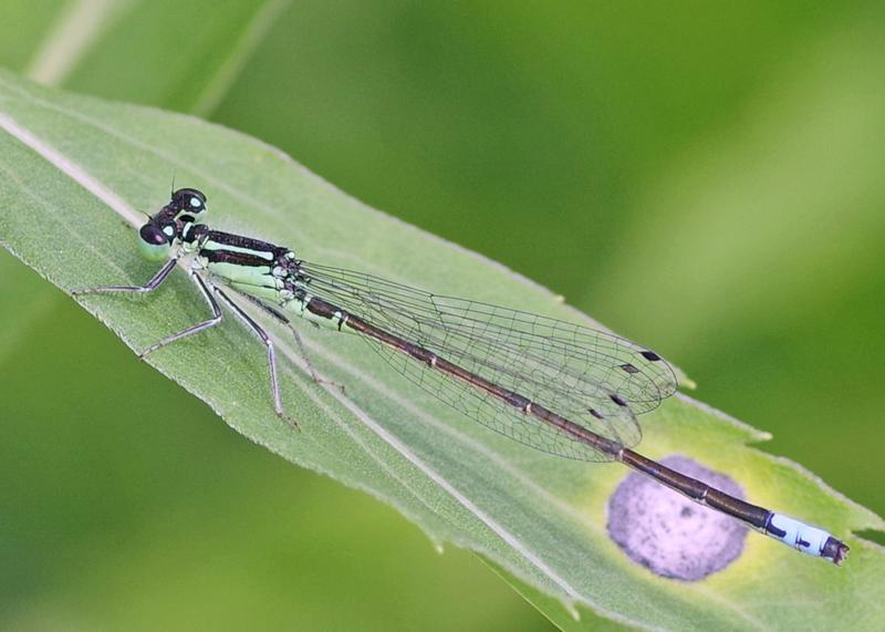 Photo of Eastern Forktail