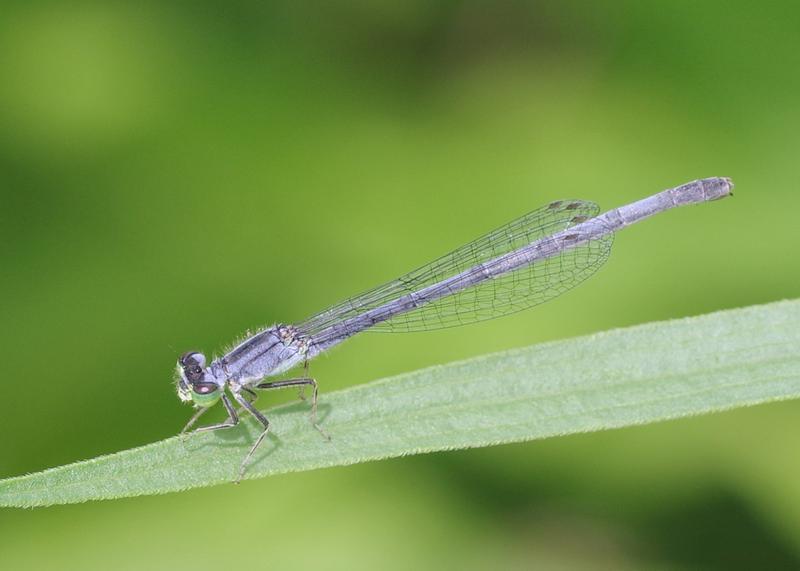 Photo of Eastern Forktail