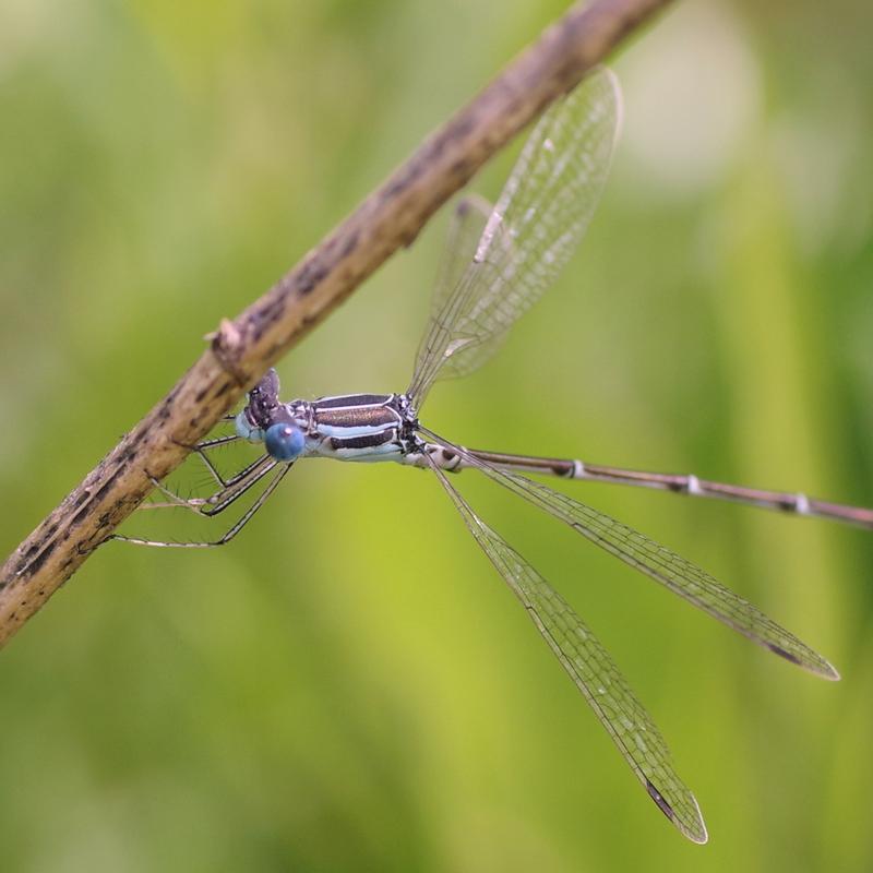 Photo of Slender Spreadwing