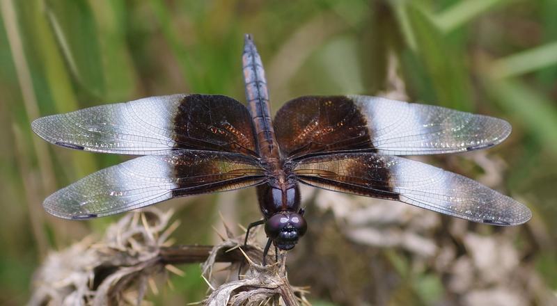 Photo of Widow Skimmer