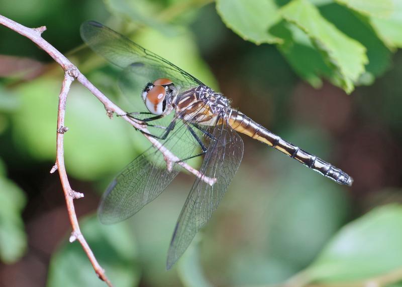 Photo of Blue Dasher