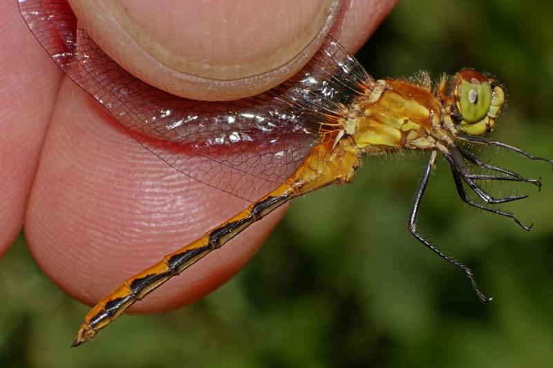 Photo of White-faced Meadowhawk